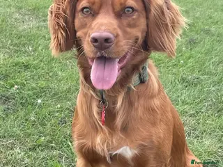 Cocker Spaniel dogs Health Tested Red Cocker Spaniel Stud in Middlesbrough - Advert 21