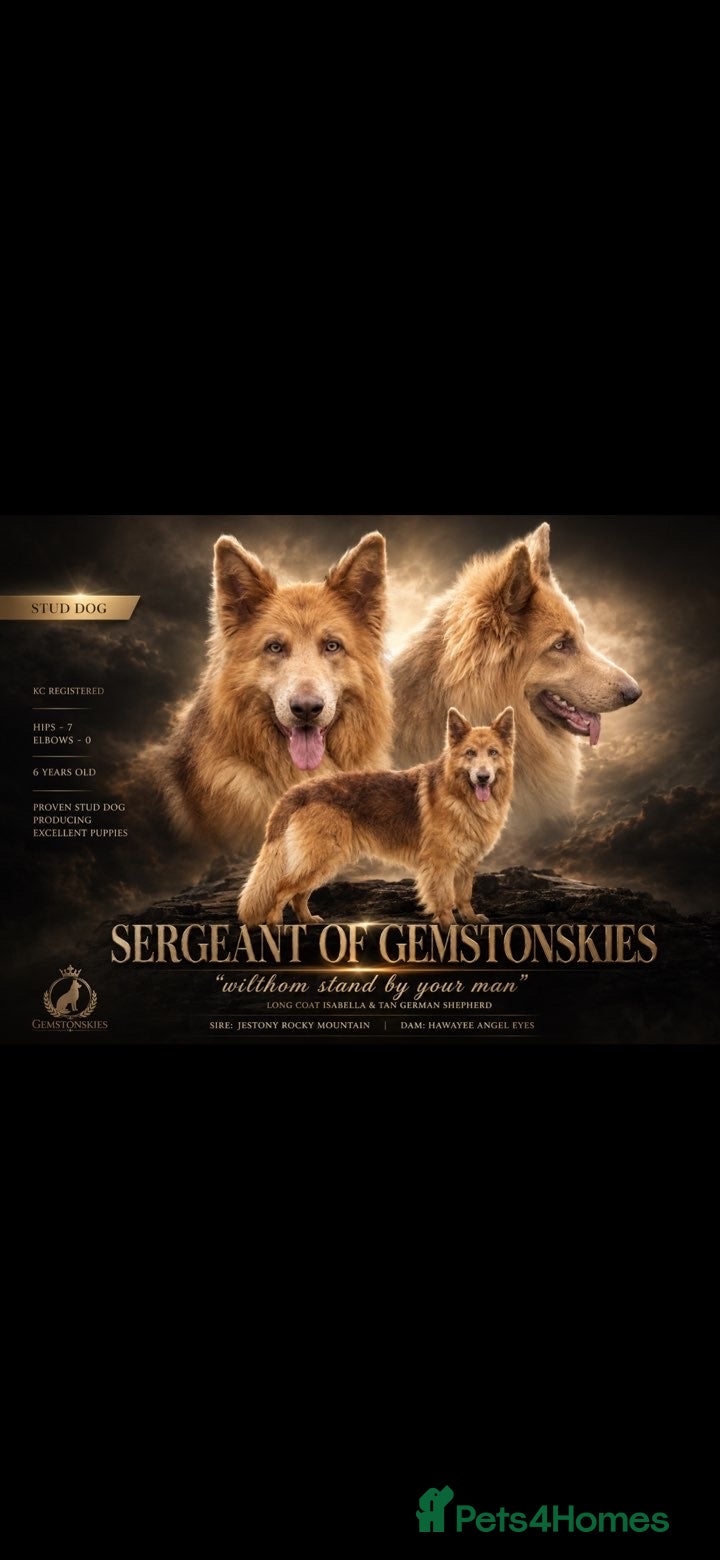 German Shepherd dogs Isabella German shepherd stud dog  - Advert 5