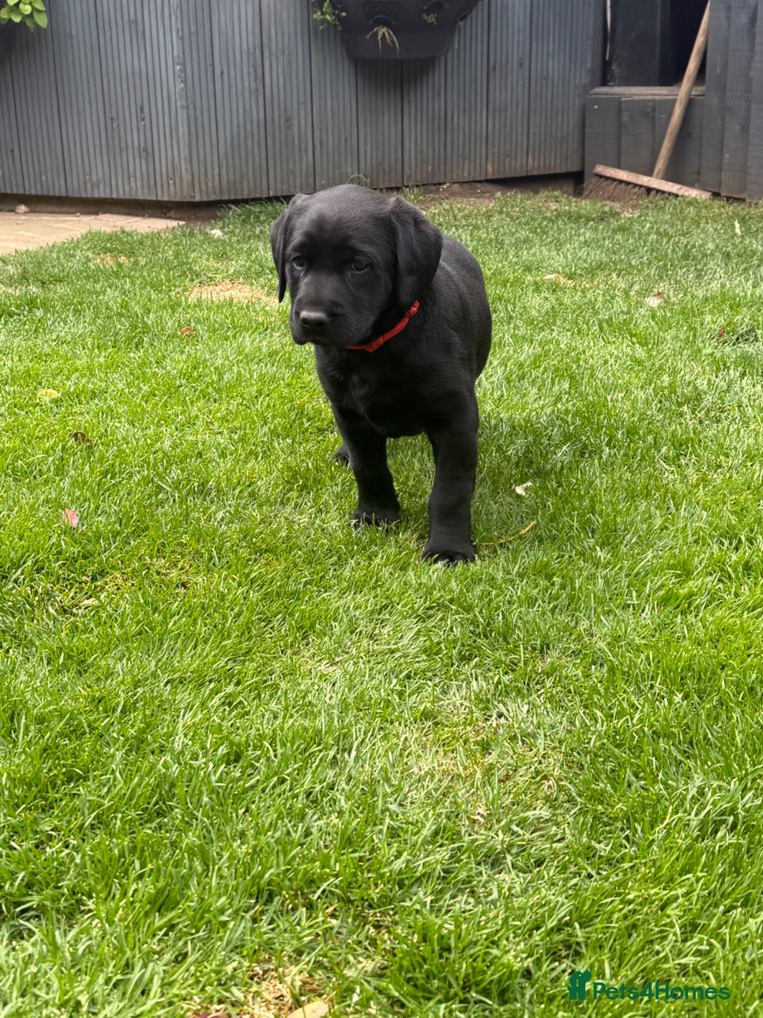 Labrador Retriever dogs for sale: KC Registered Black Labrador bitch  - Advert 1