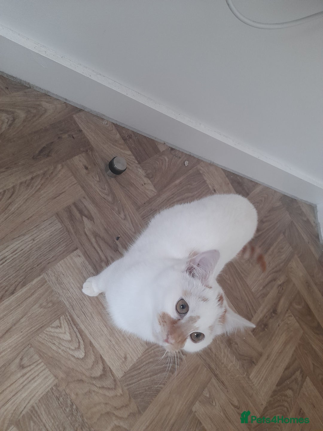 Mixed Breed cats for sale: Meet Mango ! - Advert 2