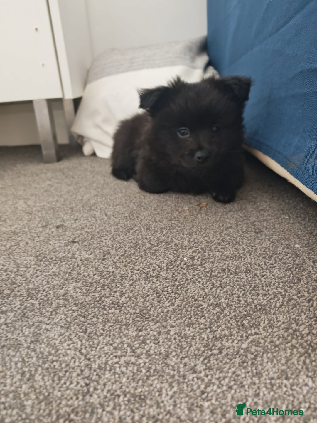 Pomeranian dogs for sale: Pomeranian for sale - Advert 8