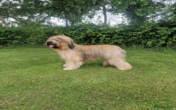 Briard dogs for sale: Briard Female- last minute owner change of mind - Image 6