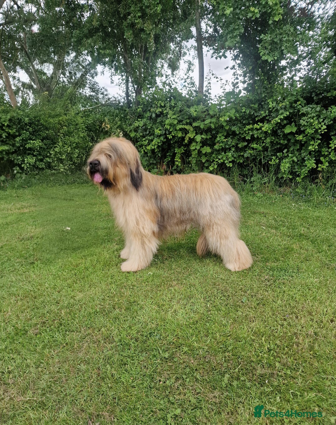 Briard dogs for sale: Briard Female- last minute owner change of mind - Image 6