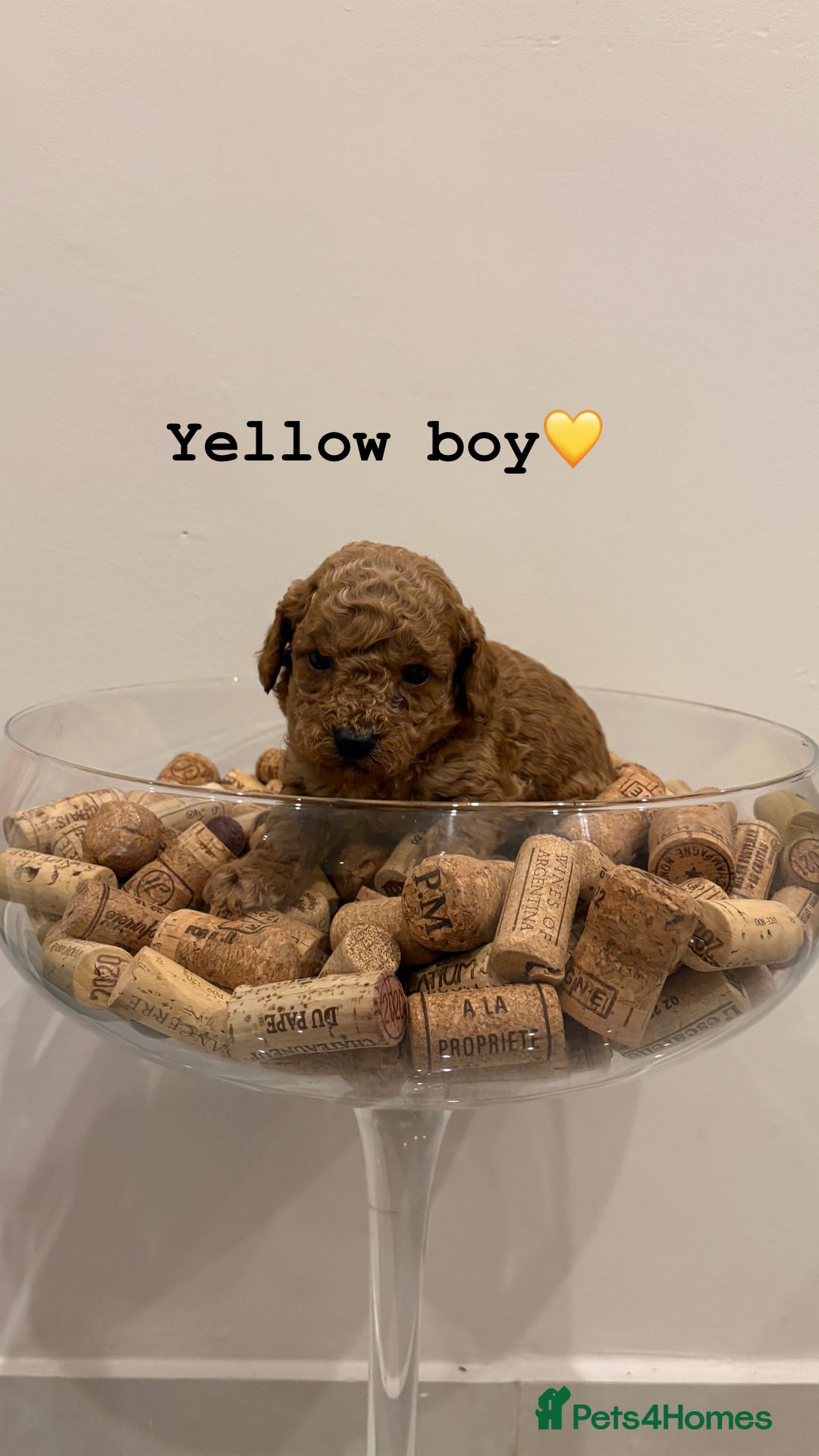 Cockapoo dogs for sale: Beautiful fox red cockapoo puppies - Advert 3