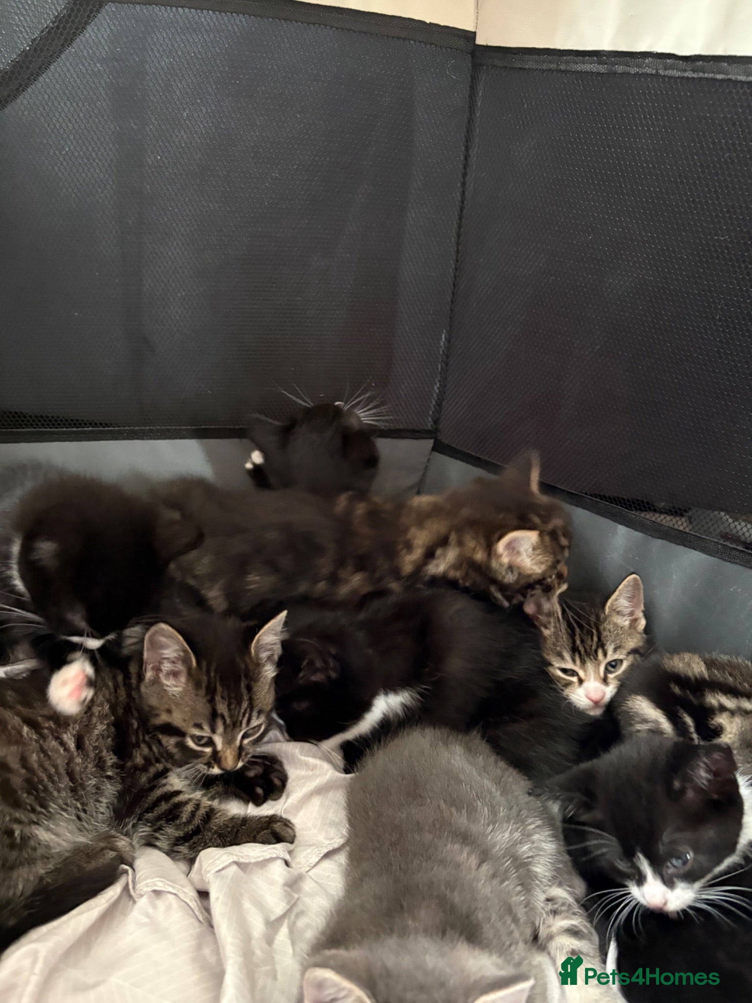 Mixed Breed cats Cats kittens  - Advert 1