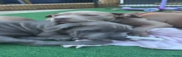 American Bully dogs for sale: American bully puppies  - Advert 2