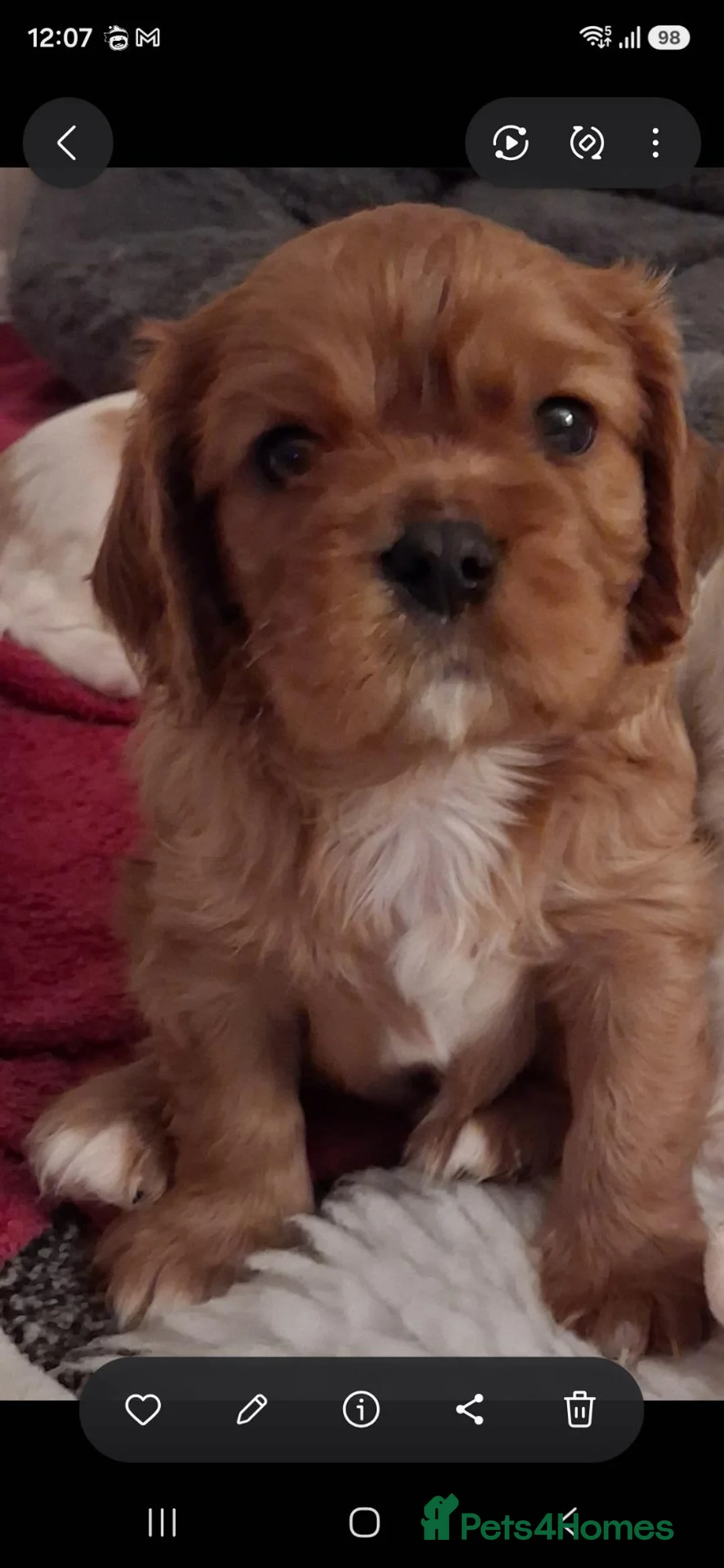 Cavalier King Charles Spaniel dogs for sale: Cavalier king charles. LAST BOY LEFT  - Advert 2