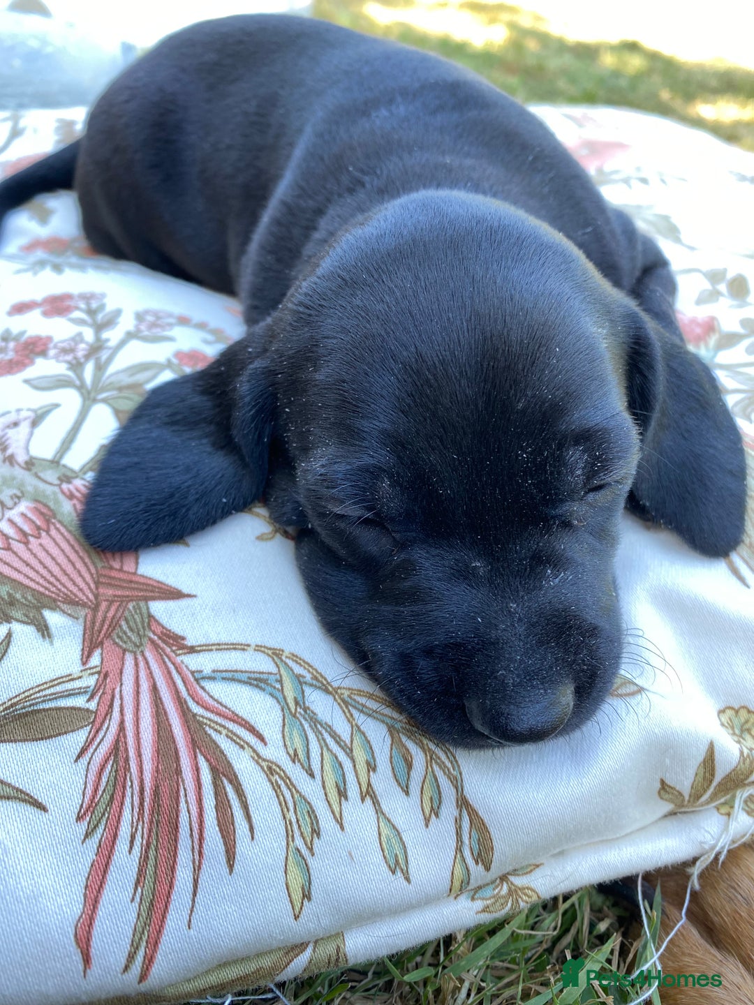 Mixed Breed dogs for sale: Italian Segugio/labrador Easter Love Affair - Image 8