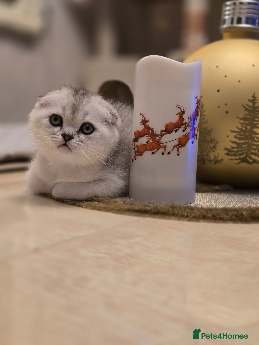 Scottish Fold cats for sale: Scottish Fold and Straight kittens  - Advert 6
