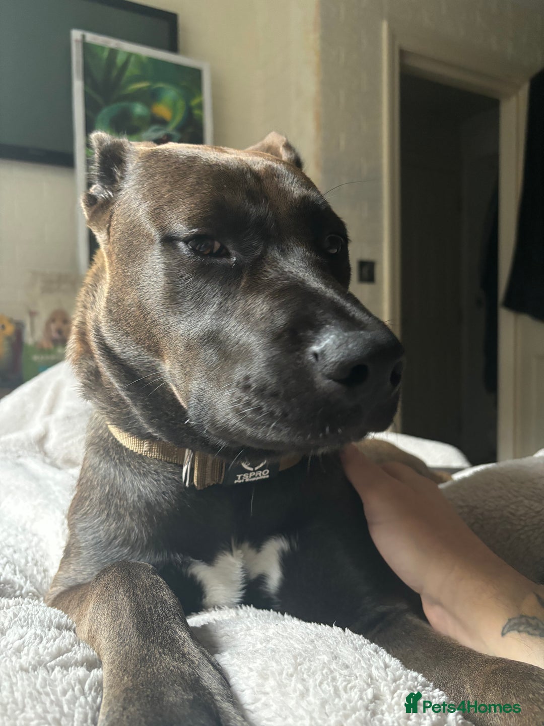 Mixed Breed dogs for sale: Cane Corso Cross  - Image 4