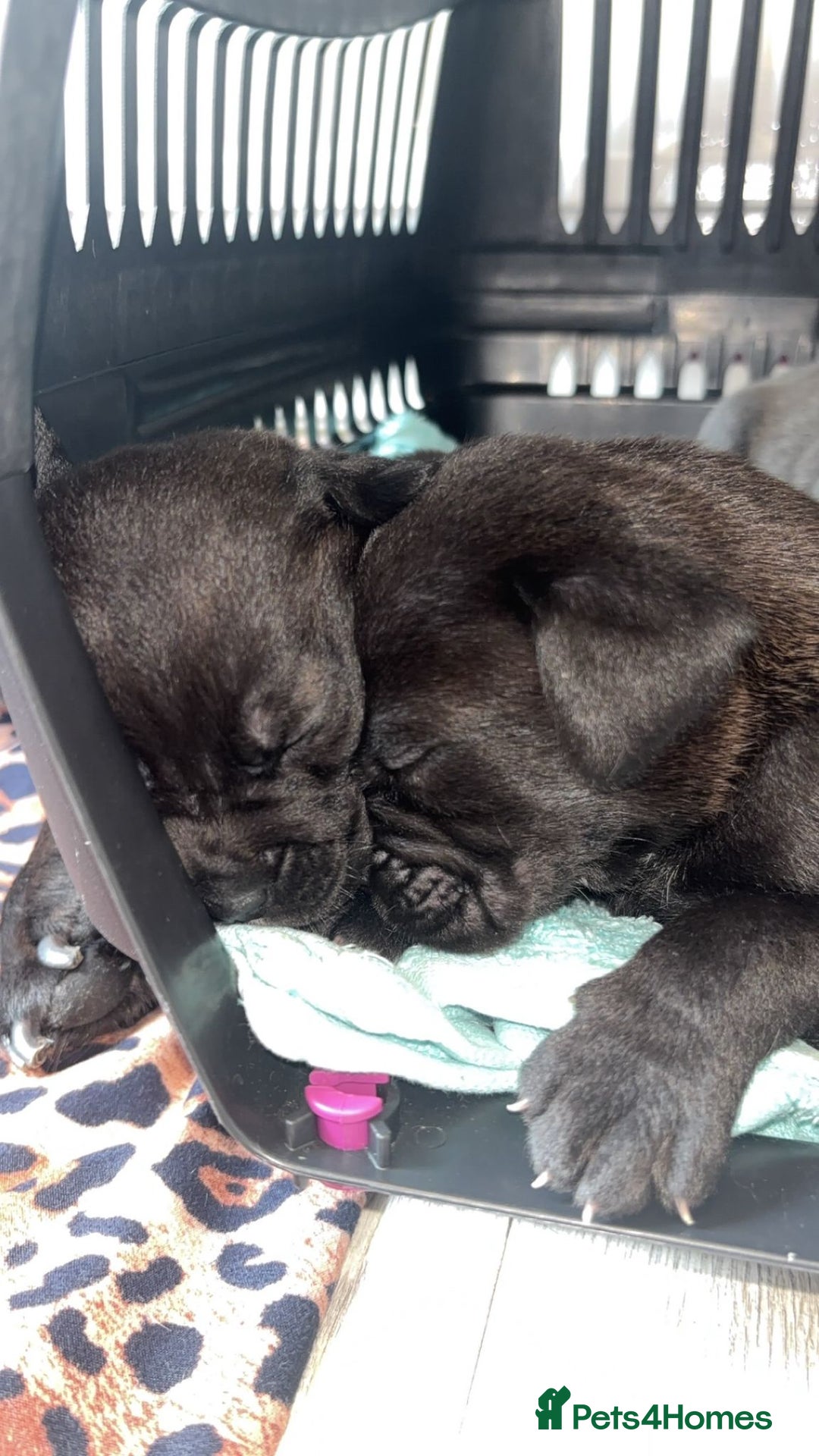 Mixed Breed dogs for sale: Mixed breed puppies - Image 9