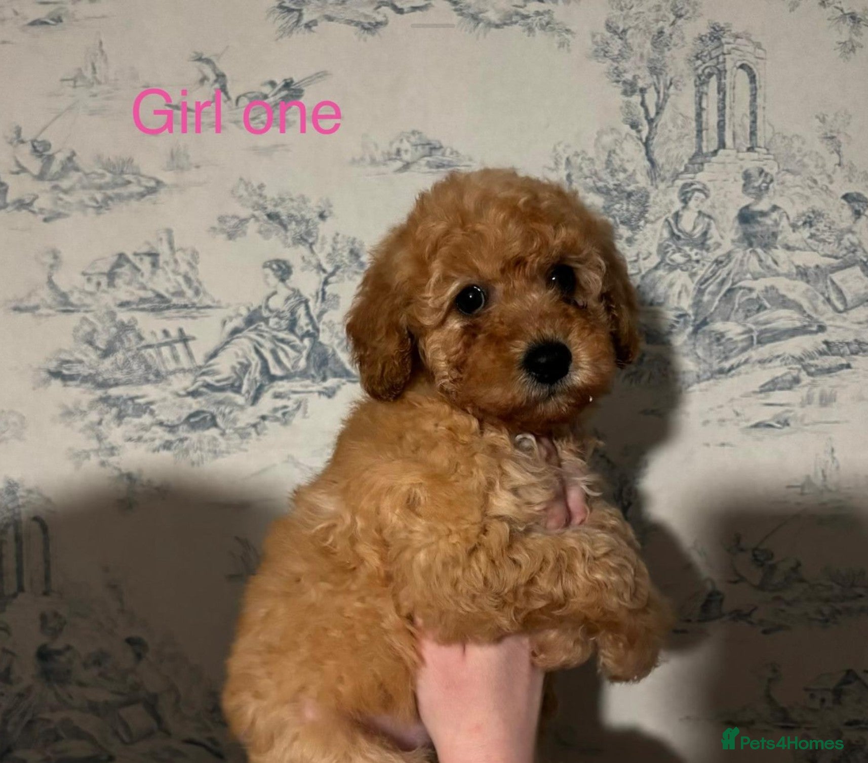 Mixed Breed dogs  Exquisite Poodle Puppies ready now - Advert 1