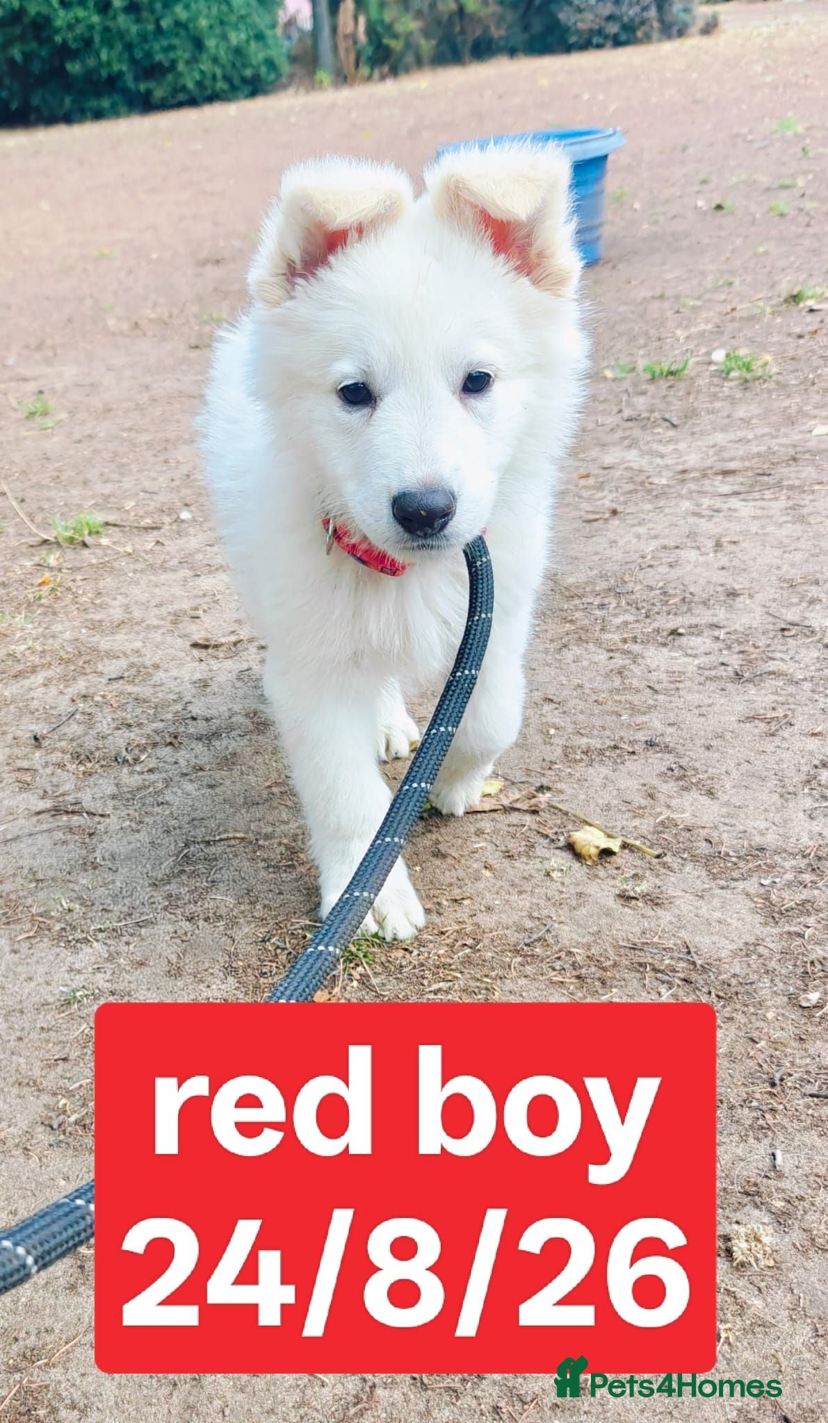 White Swiss Shepherd dogs Stunning KC reg long-coated White Swiss Shepherd - Advert 2
