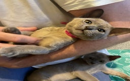 Burmese cats for sale: Burmese kittens for sale in Doncaster - Image 4