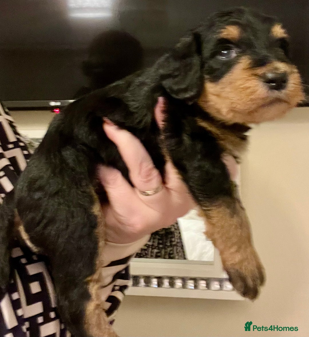 Miniature Schnauzer dogs for sale: 🐾🤎🐶Cavaschnauzer-Pups🐶🤎🐾 - Image 33