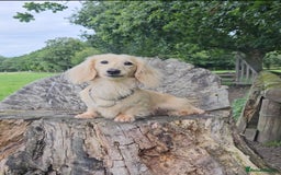 Miniature Dachshund dogs for stud: Cream Long-haired miniature Dachshund kc reg in Blackburn - Image 23
