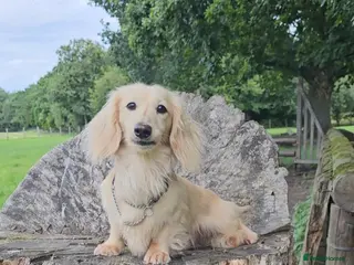 Miniature Dachshund dogs Cream Long-haired miniature Dachshund kc reg - Advert 12