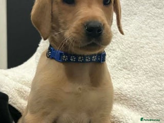 Labrador Retriever dogs Labrador Retriever Puppies KC Registered - Advert 2