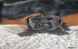 Labrador Retriever dogs for sale: High Quality Black Labrador Puppies - Image 13