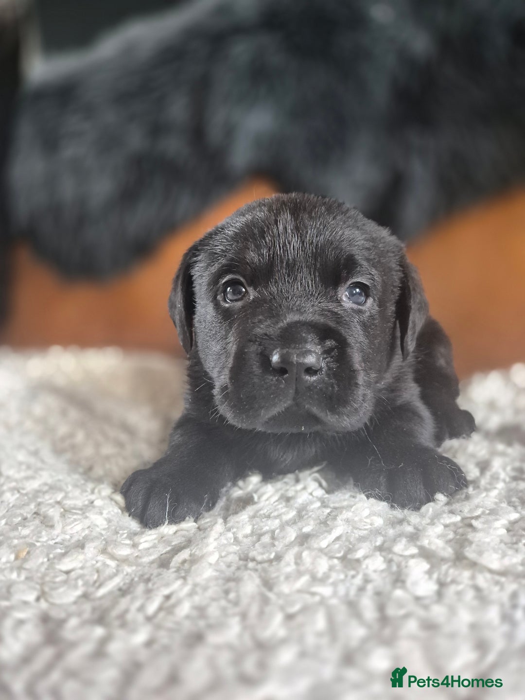 Labrador Retriever dogs for sale: High Quality Black Labrador Puppies - Image 13