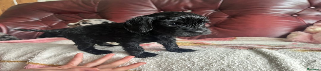 Female puppy Sooty