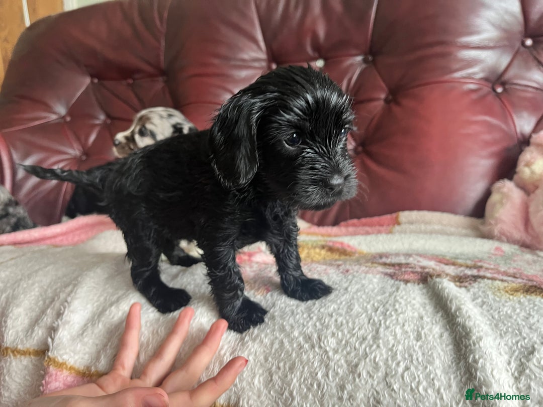 Mixed Breed dogs for sale: Beautiful Cavapoo Puppies  - Image 3