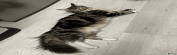 Maine Coon cats for sale: Three adorable Maine Coon Kittens For Sale  - Advert 37