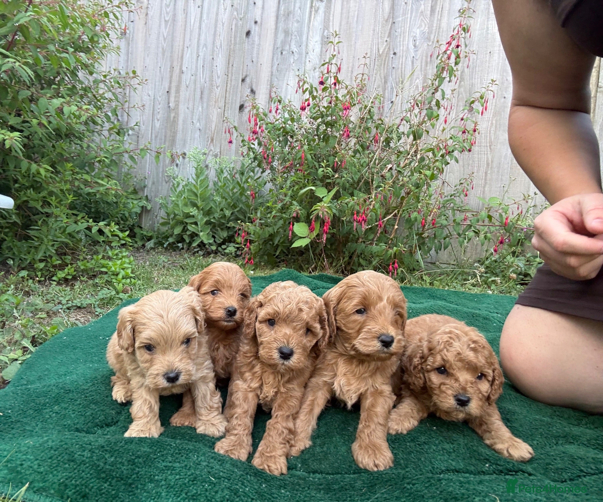 Cockapoo dogs F1b cockerpoo puppies - Advert 1