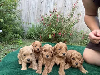 Cockapoo dogs F1b cockerpoo puppies - Advert 2