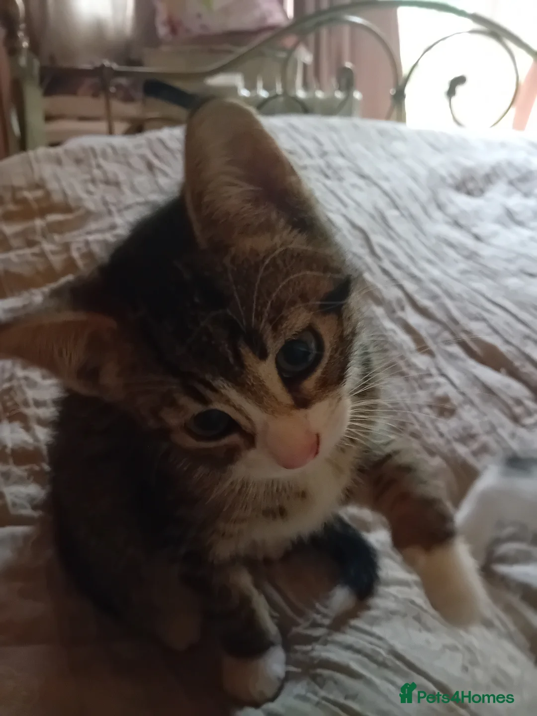 British Shorthair cats for sale: Kitten for sale 2 male and 1 tabby female  - Advert 6