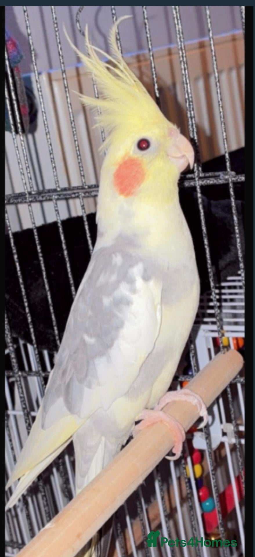 Cockatiels birds Cokatil - Advert 11