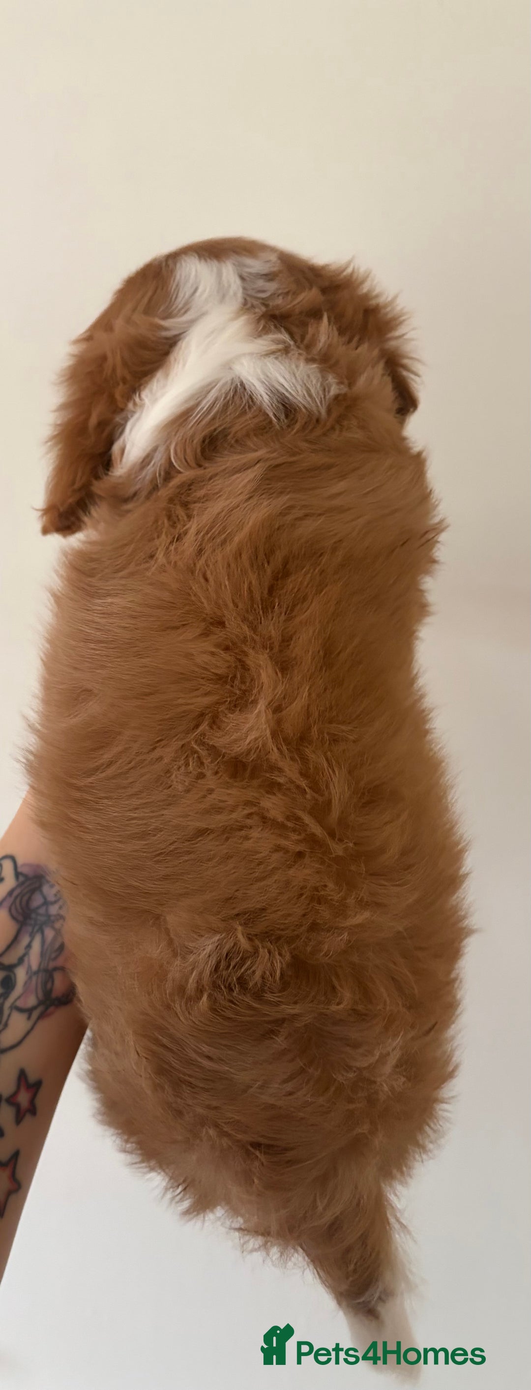 Cavalier King Charles Spaniel dogs for sale: Beautiful Cavalier King Charles Puppies - Advert 4