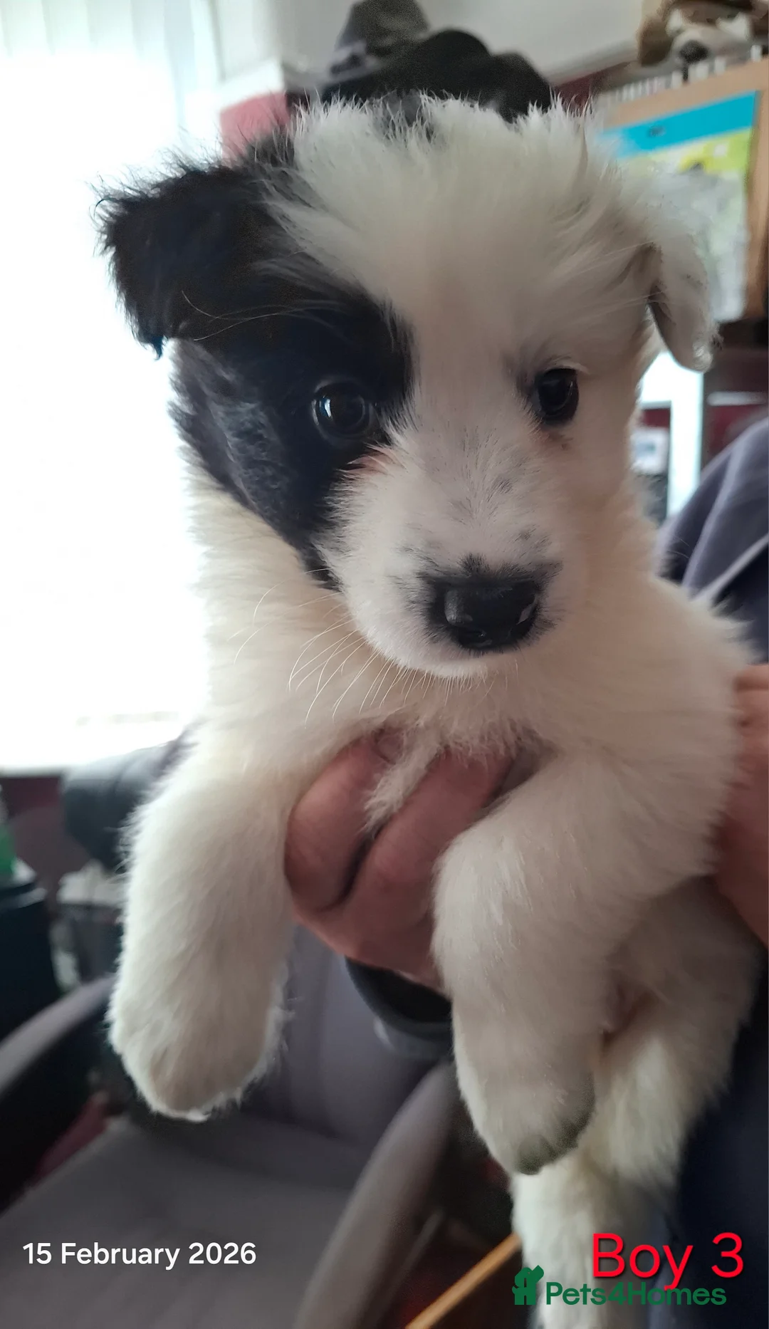 Samoyed dogs for sale: Samoyed x Border Collie Hybrid pups - Advert 8