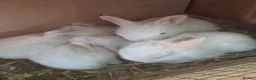 New Zealand rabbits for sale: NEW ZEALAND WHITE (NZW) RABBITS FOR SALE in Oldham - Advert 6