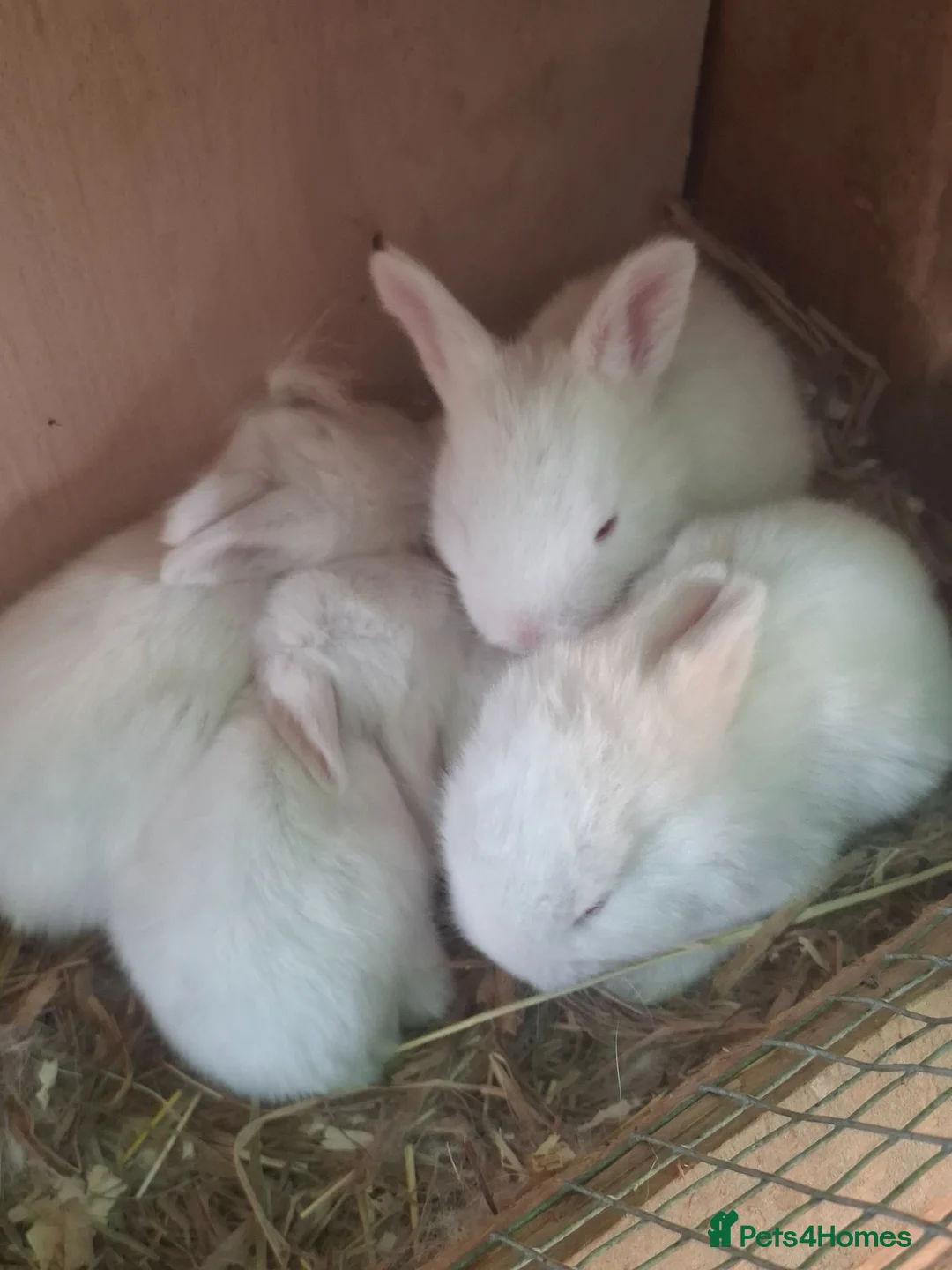 New Zealand rabbits for sale: NEW ZEALAND WHITE (NZW) RABBITS FOR SALE in Oldham - Advert 6