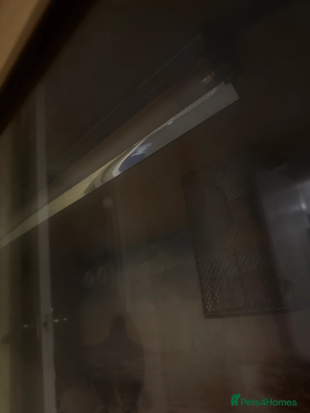 Bearded Dragon reptiles for sale: Bearded dragon full setup lifetime enclosure - Advert 2