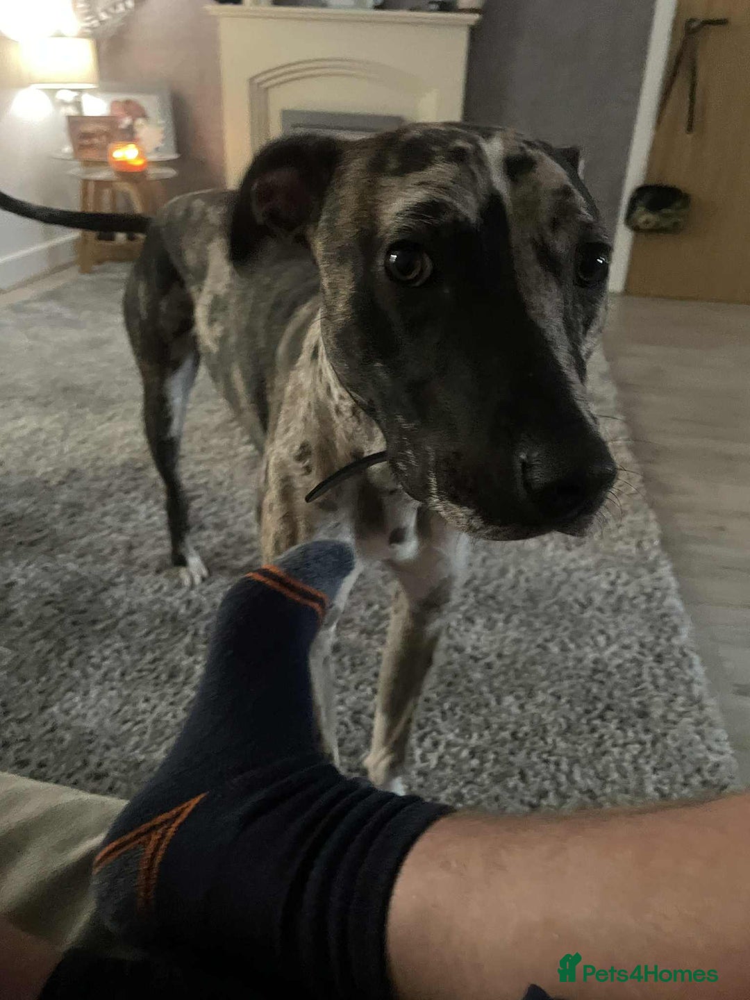 Mixed Breed dogs for sale: Lurcher cross  - Advert 2