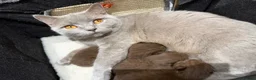 British Shorthair cats for sale: Active 🐾 Cinnamon BSH Kittens – 2 Girls & 1 Boy  - Advert 4