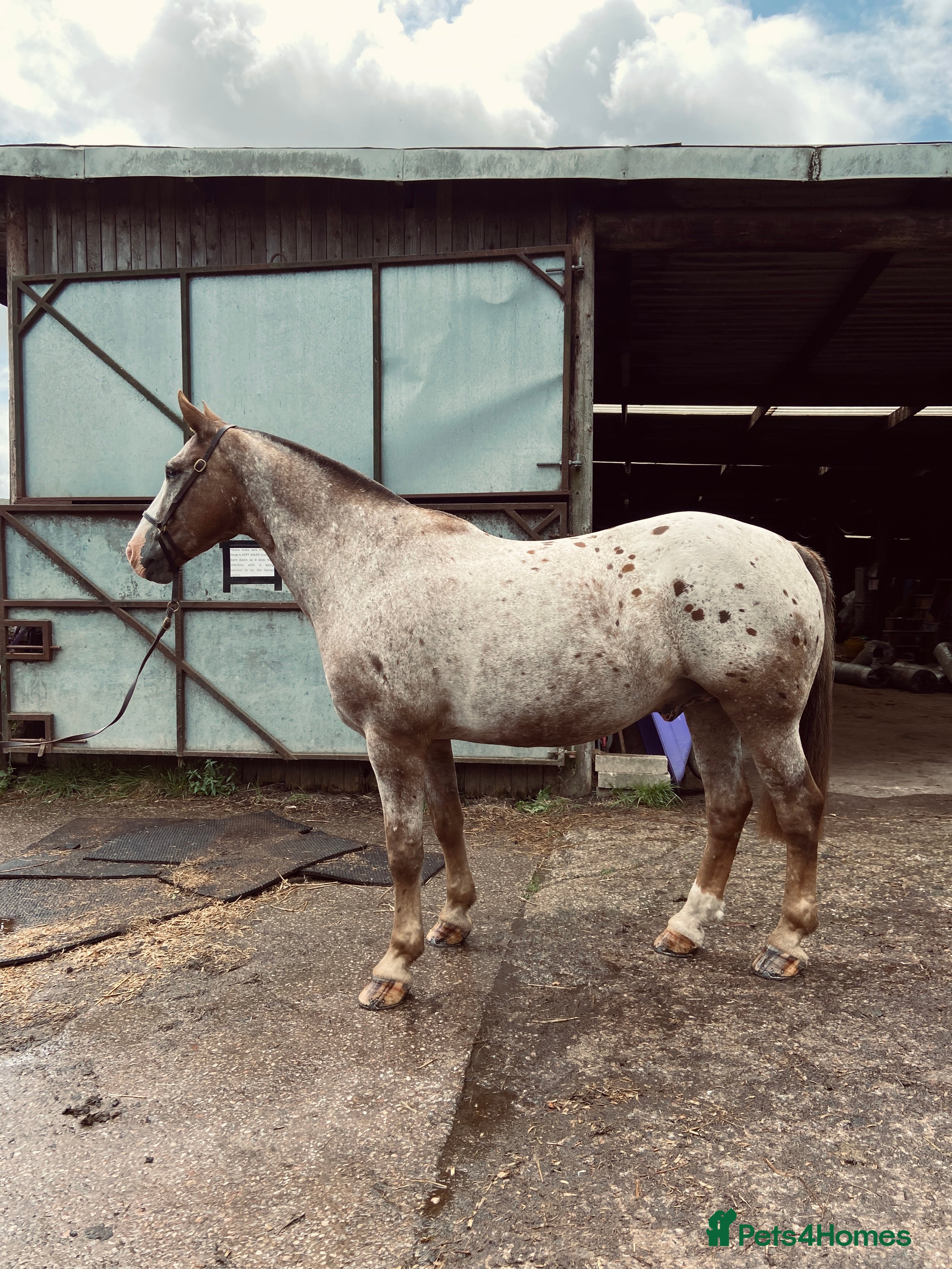 Appaloosa horses REDUCED FOR QUICK SALE Perfect allrounder for sale - Advert 1