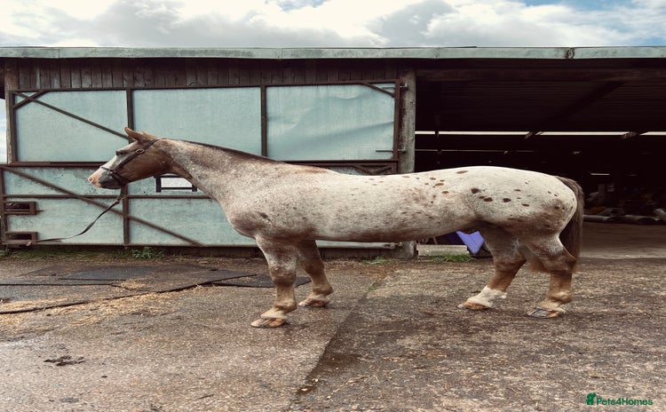 Appaloosa horses - Advert 1