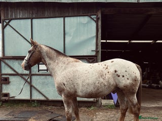 Appaloosa horses REDUCED FOR QUICK SALE Perfect allrounder for sale - Advert 1