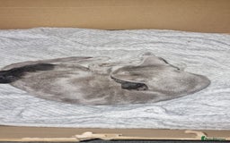 Chartreux cats for sale: Chartreux kittens - Image 1