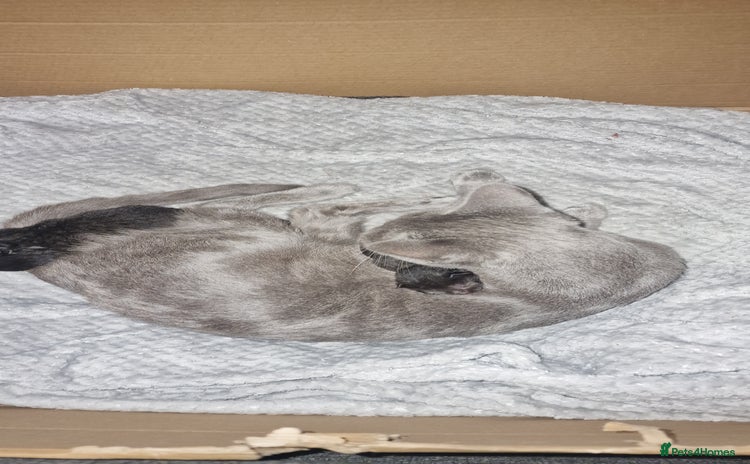 Chartreux cats - Advert 15