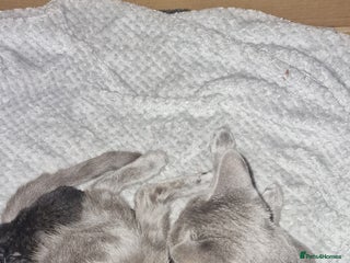 Chartreux cats - Advert 1