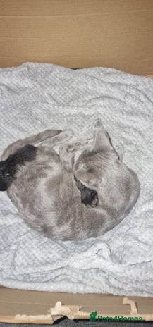 Chartreux cats - Advert 1