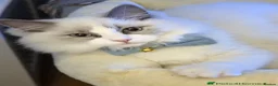 Ragdoll cats for sale: Bonded ragdoll kittens stunning blue eyed males - Advert 3