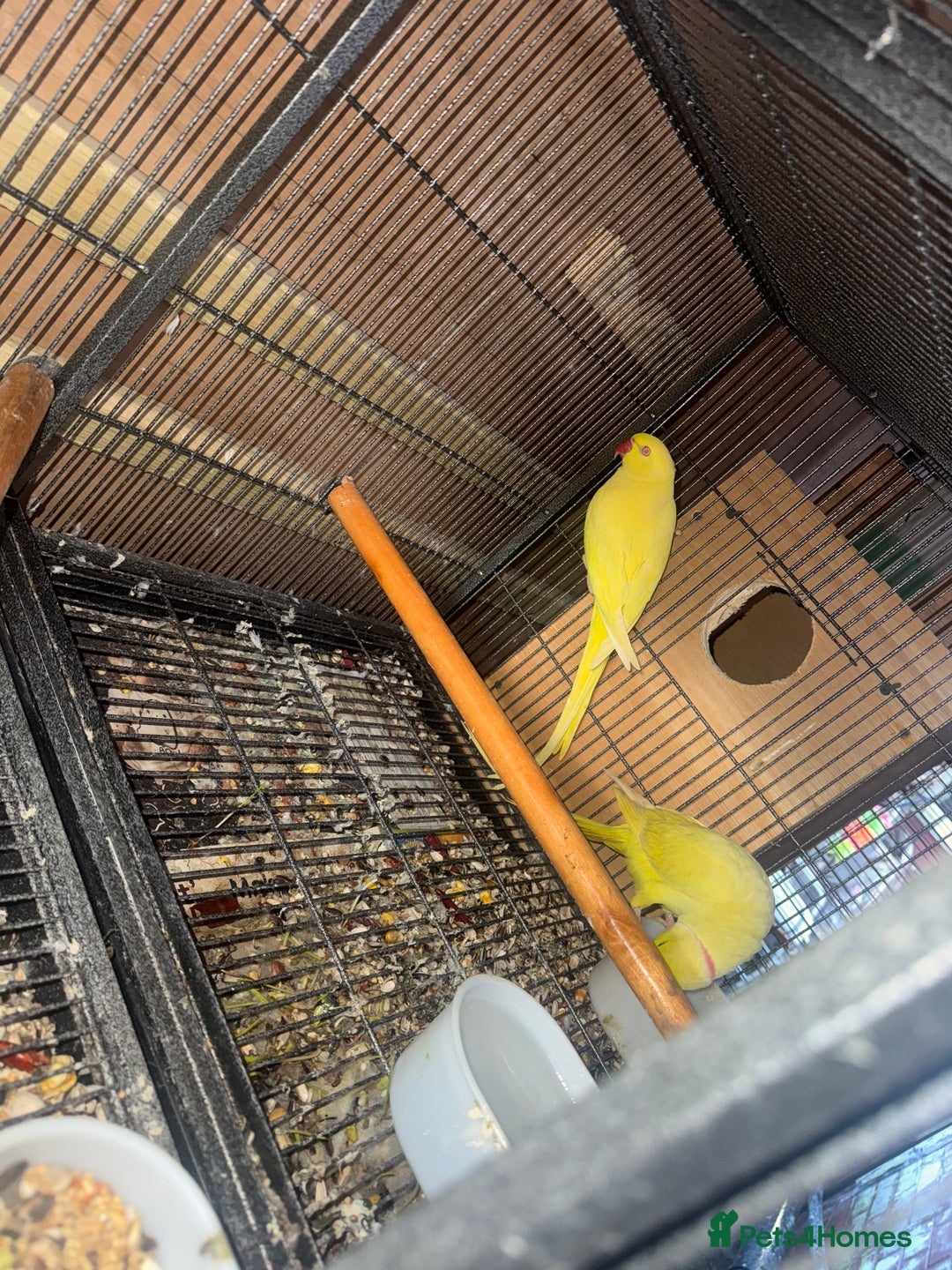 Ringnecks birds for sale: Pair ringneck - Advert 2