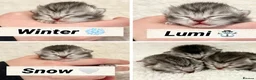Scottish Fold cats for sale: Scottish fold - Scottish straight  - Advert 1
