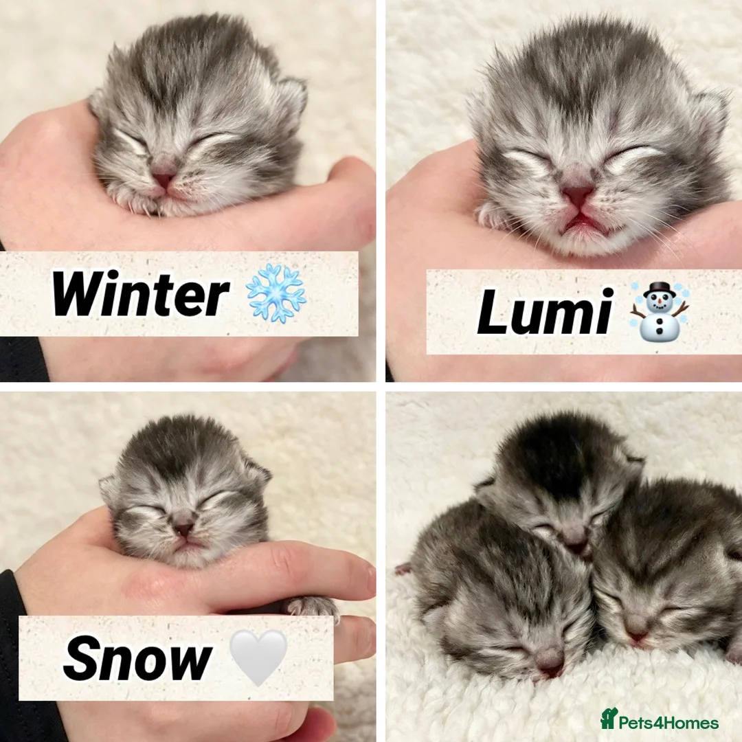 Scottish Fold cats for sale: Scottish fold - Scottish straight  - Advert 1