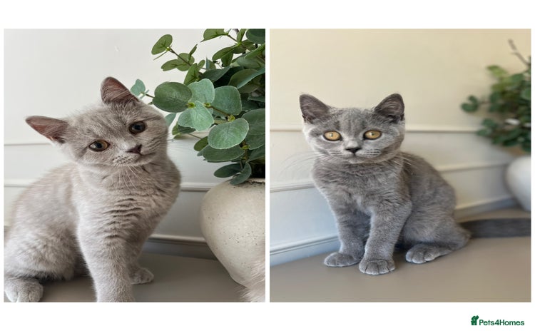 British Shorthair cats in Sutton Coldfield - Advert 6